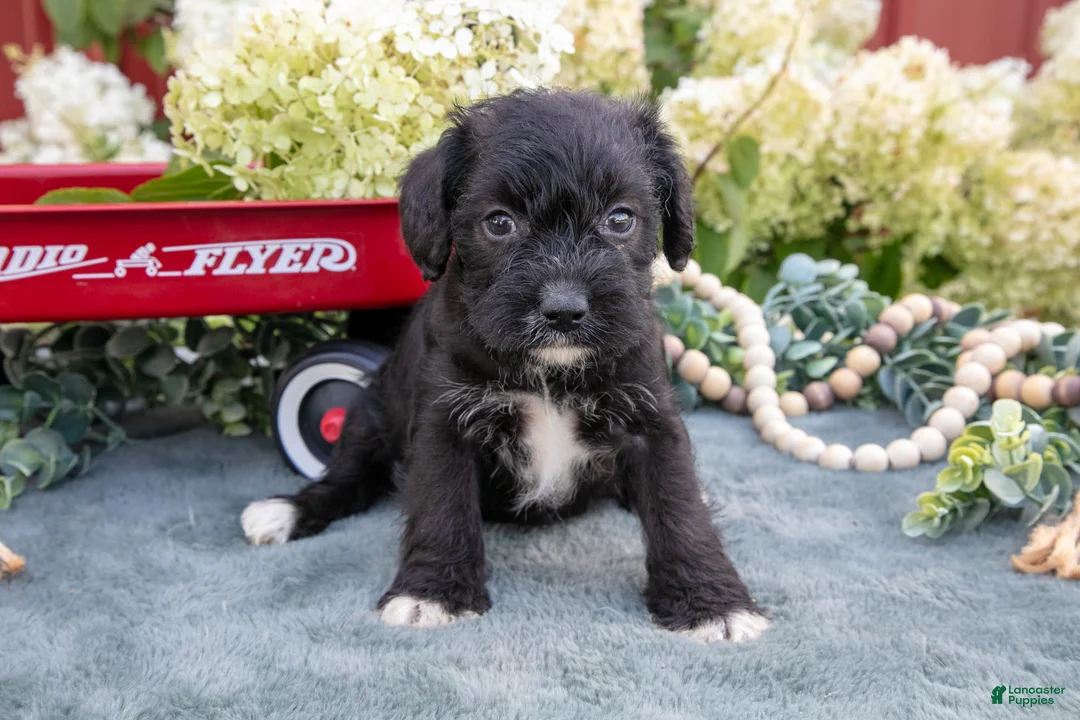 Schnoodle dogs for sale: Hannah - Ad 3