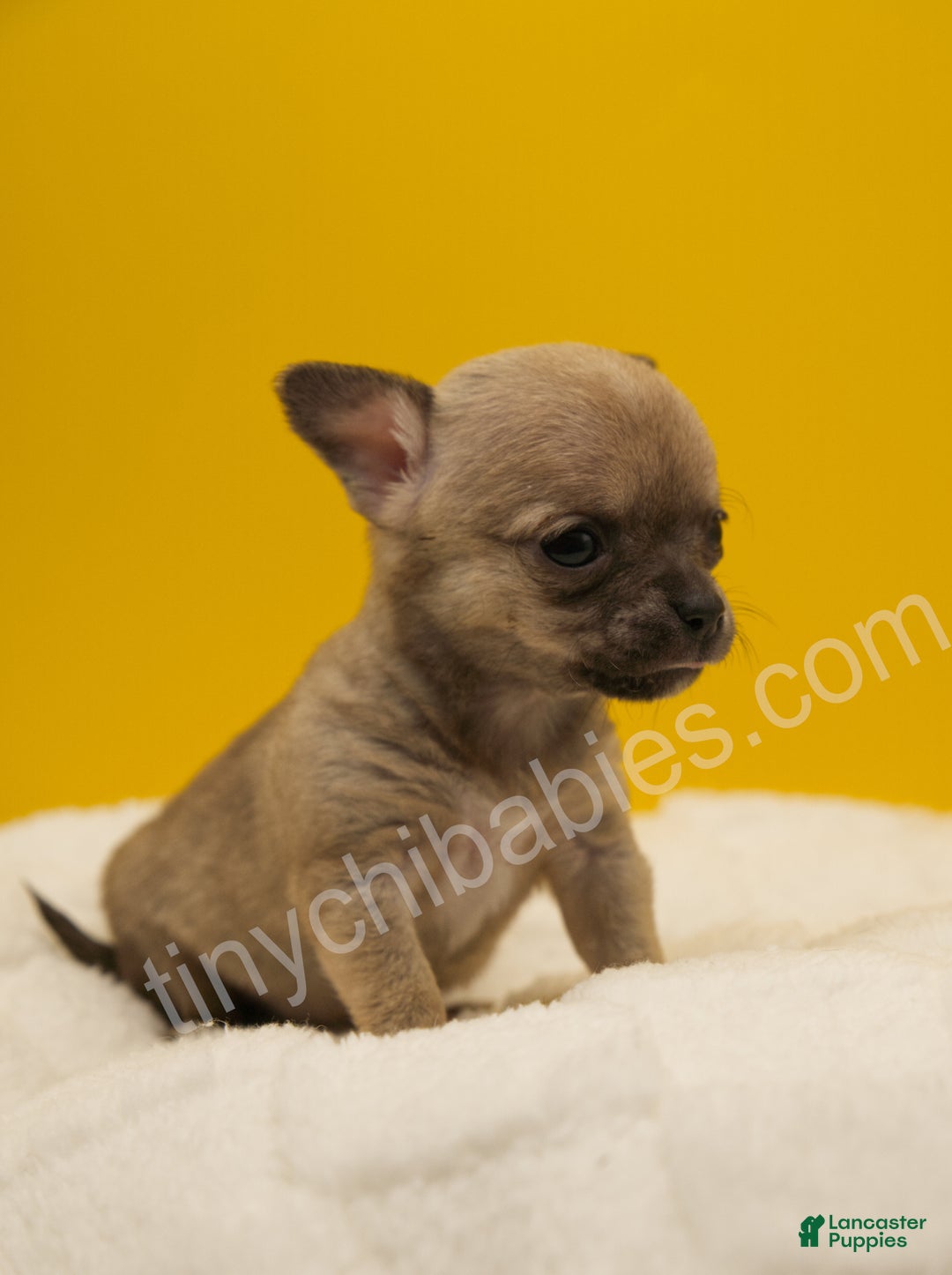 Chihuahua dogs for sale: Lily - Ad 3