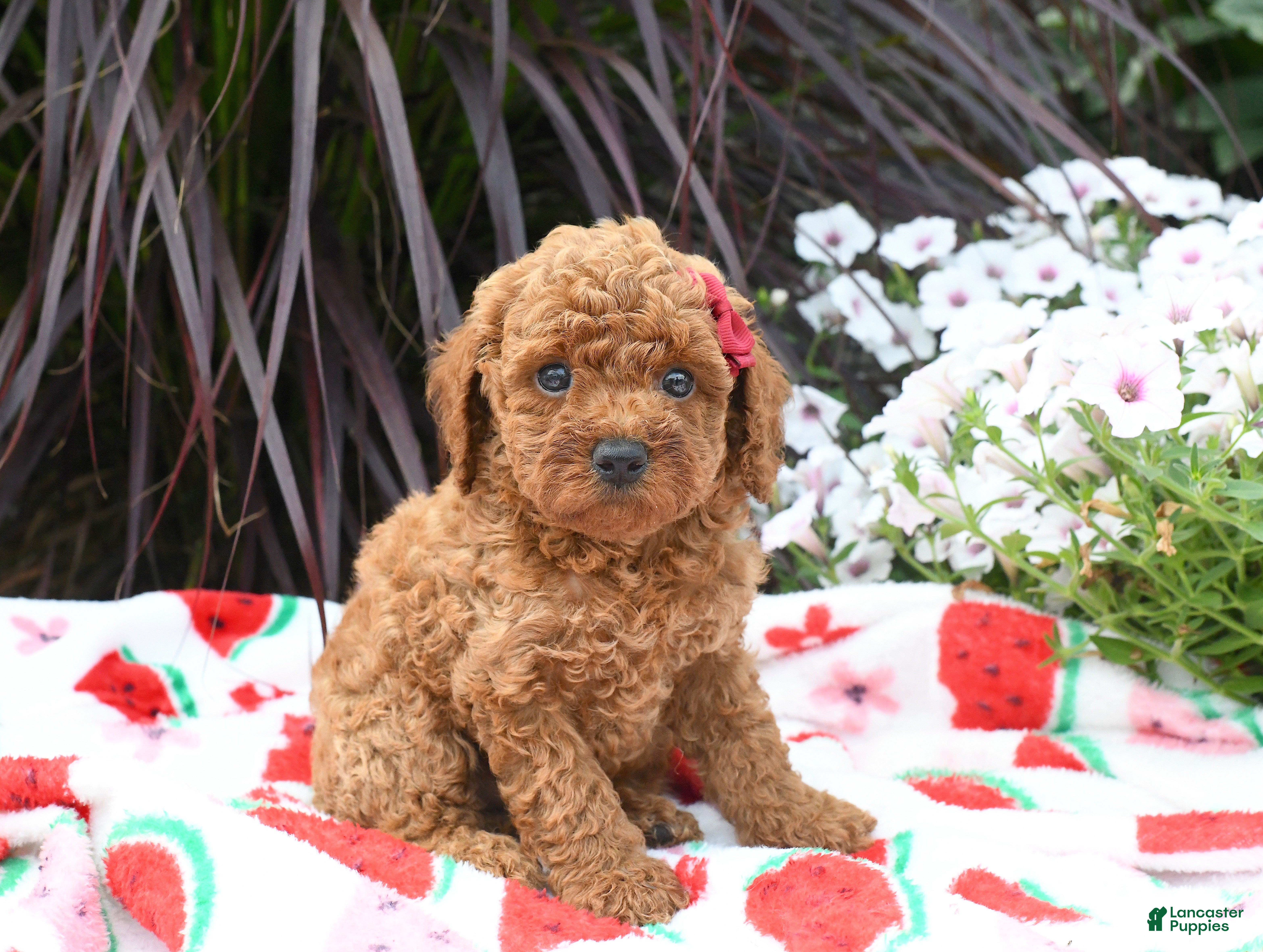 Miniature Poodle dogs Brittany - Ad 2