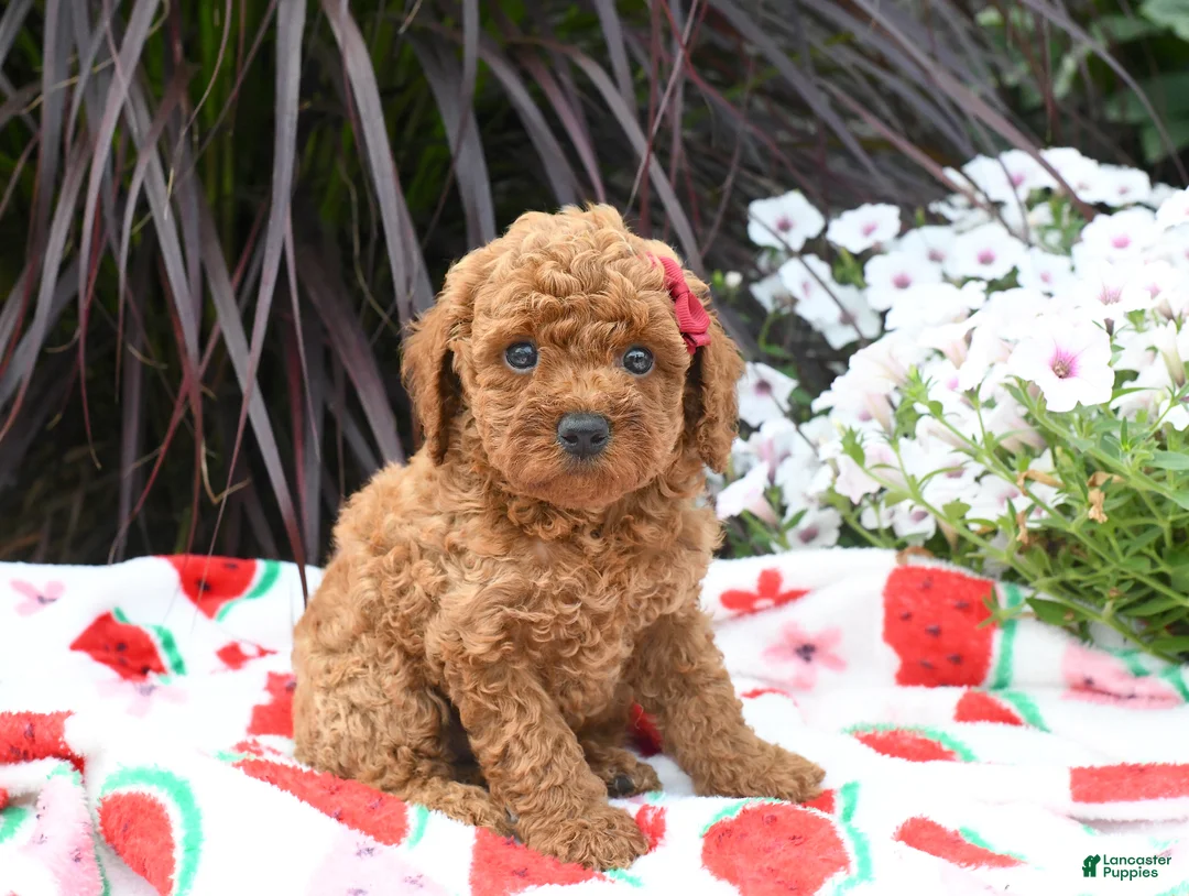 Miniature Poodle dogs for sale: Brittany - Ad 2