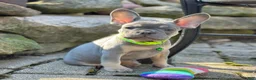 French Bulldog dogs for sale: Teddy Video ad - Ad 5