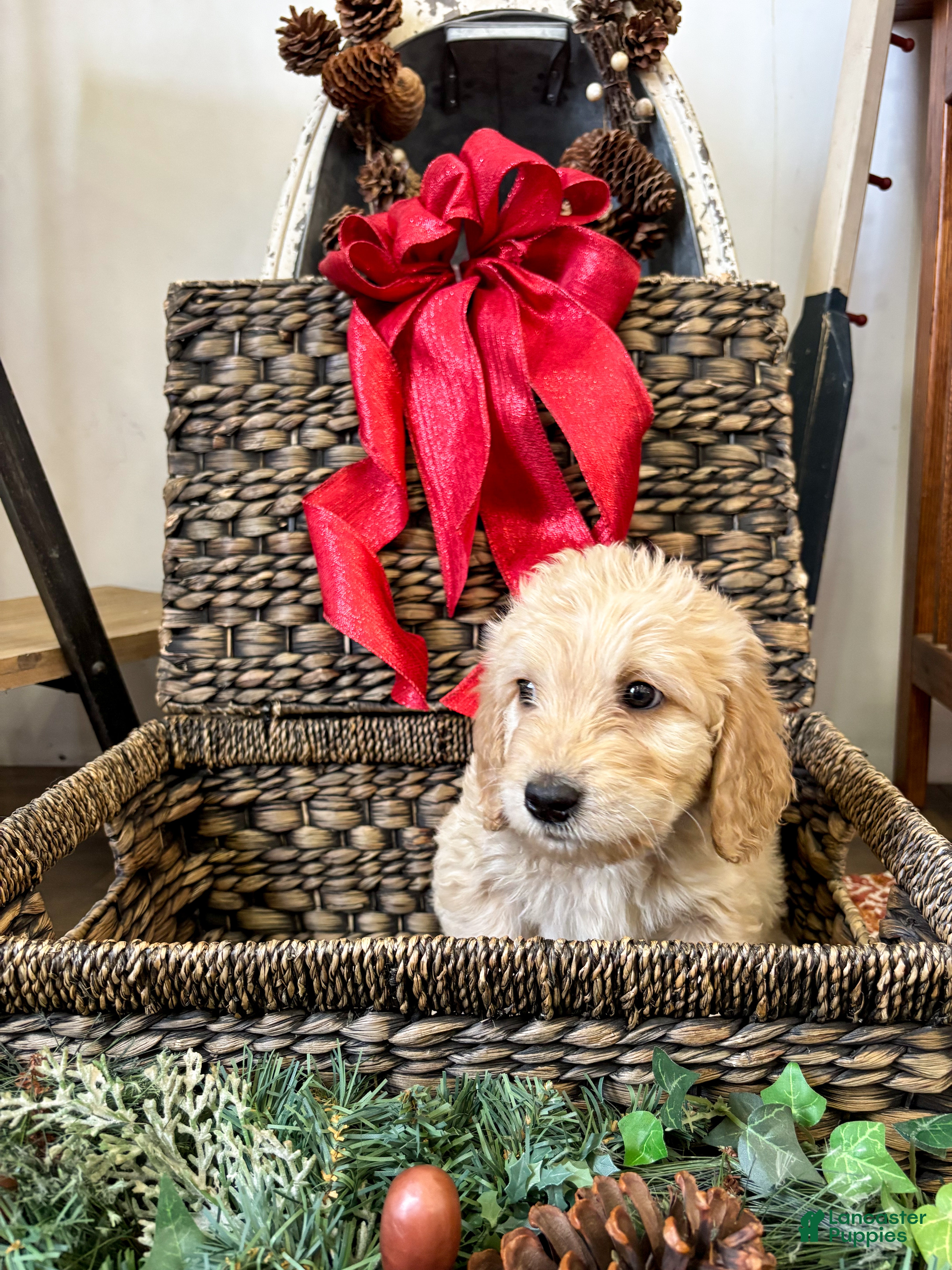 Goldendoodle dogs Nevada - Ad 11