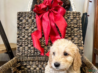 Goldendoodle dogs Nevada - Ad 41