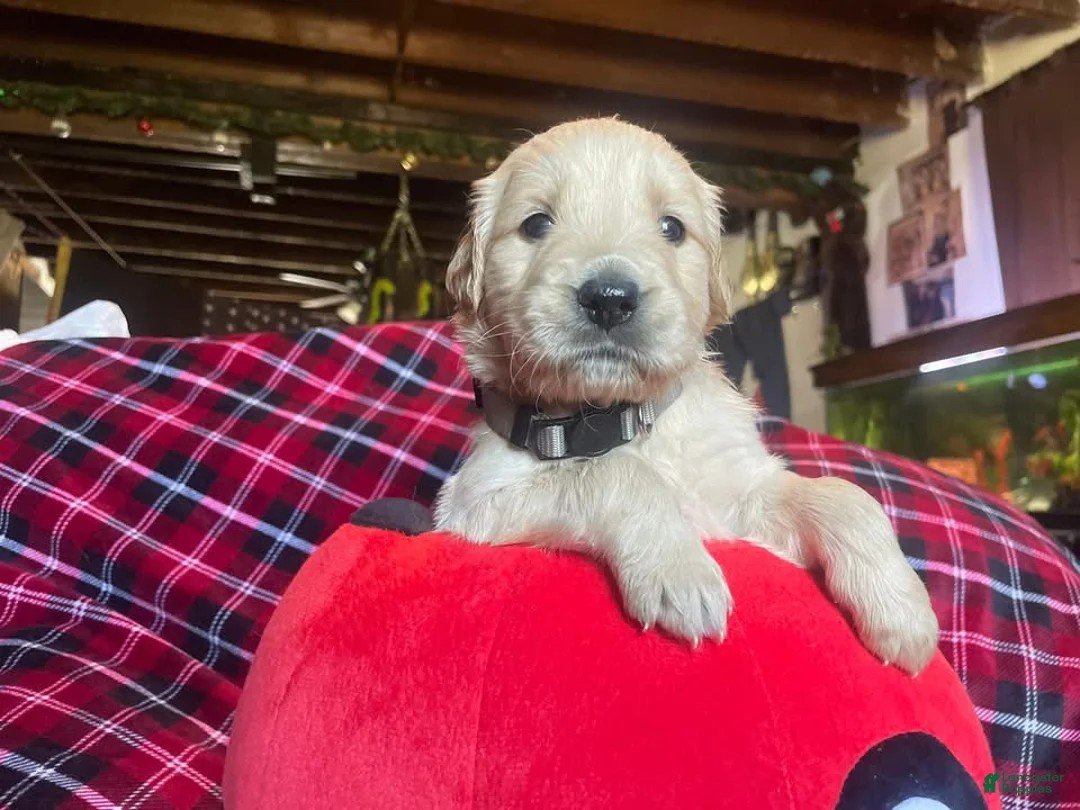 Golden Retriever dogs for sale: Lucas - Ad 26