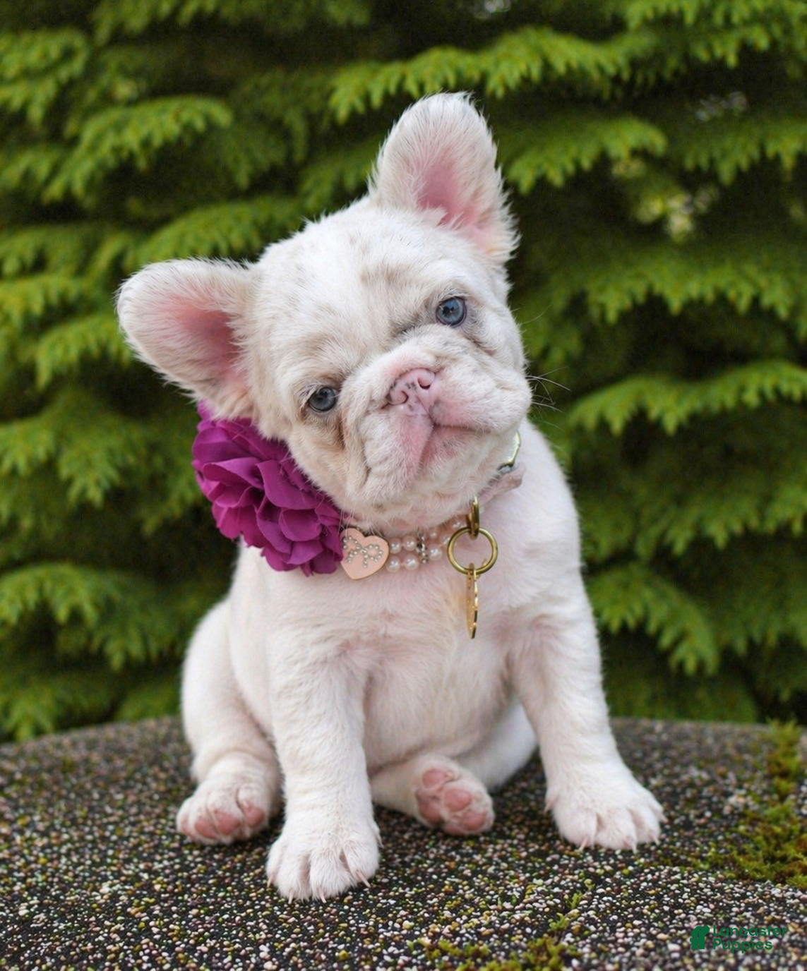 French Bulldog dogs Willow - Ad 24