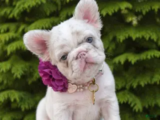 French Bulldog dogs Willow - Ad 24