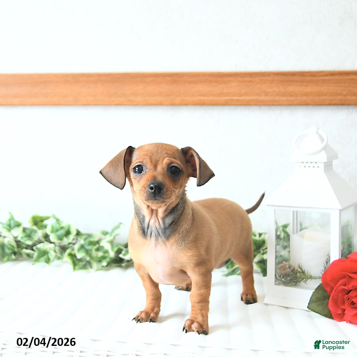 Chiweenie dogs Juliet EXTRA SMALL - Ad 13