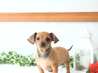 Chiweenie dogs Juliet EXTRA SMALL - Ad 13