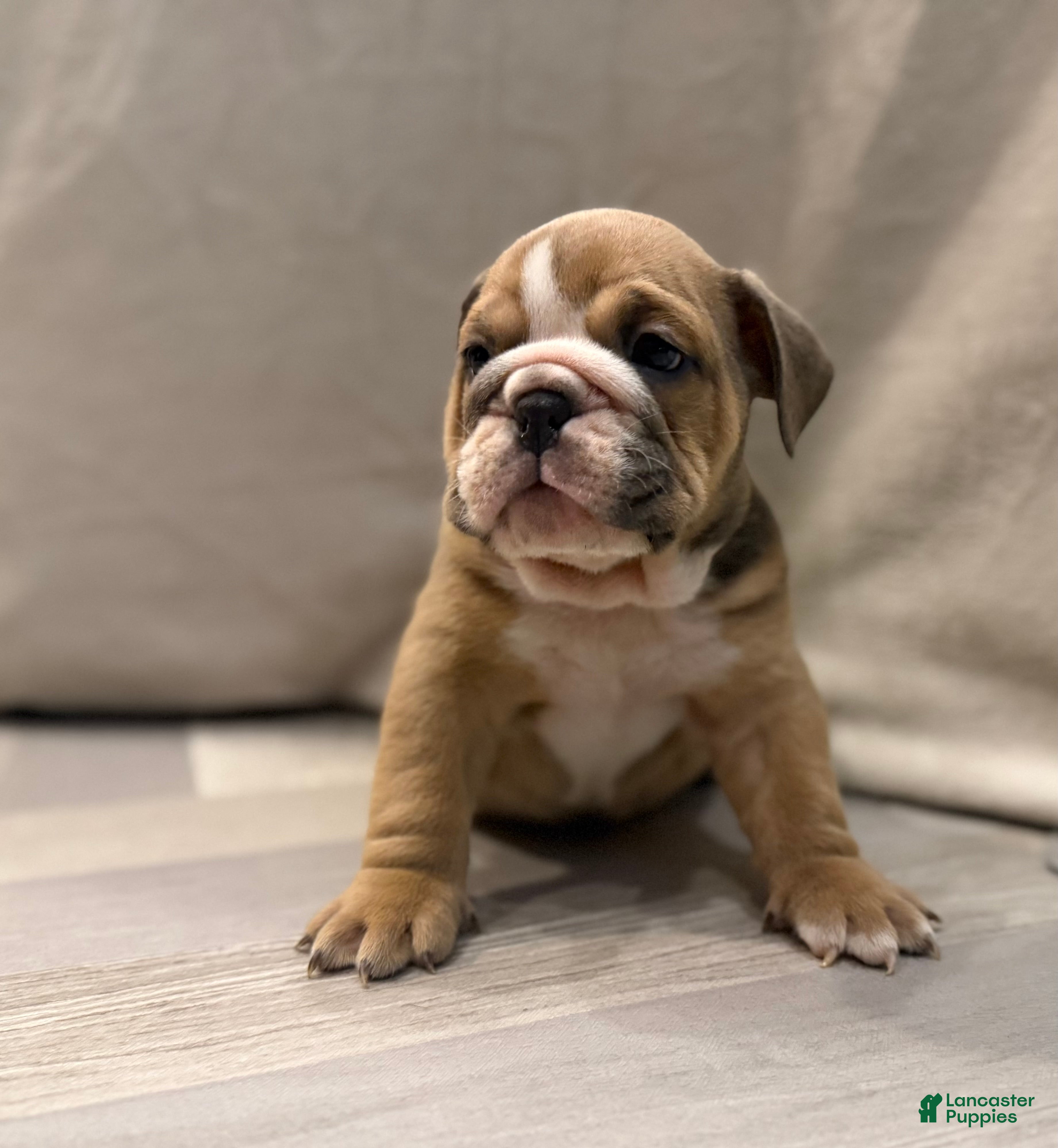 English Bulldog dogs Turbo - Ad 39