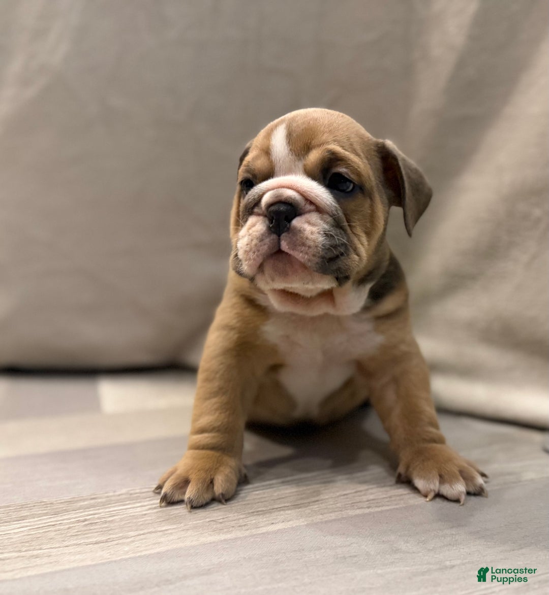 English Bulldog dogs for sale: Turbo - Ad 1