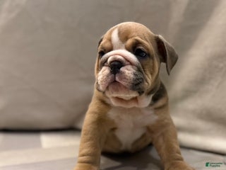 English Bulldog dogs Turbo - Ad 39