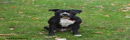 Mixed Breed dogs for sale: Oreo - Ad 2
