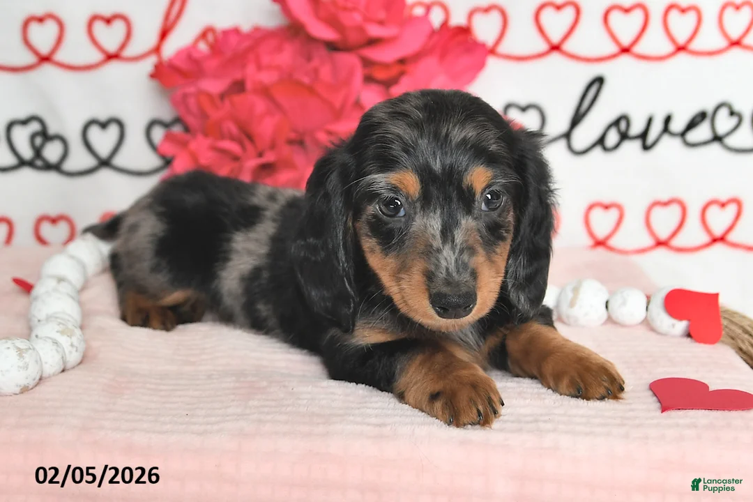 Miniature Dachshund dogs for sale: Harper - Ad 3