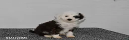 Mini Sheepadoodle dogs for sale: Olivia - Ad 3