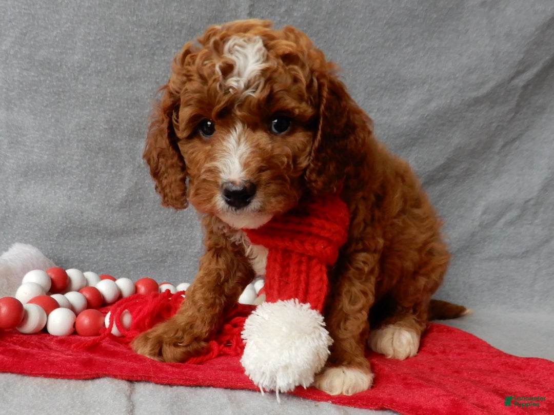 Cavapoo dogs for sale: Chester - Ad 2