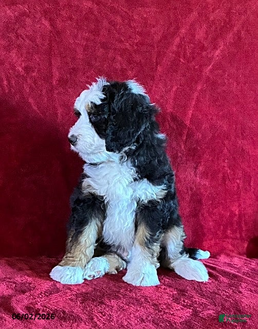 Mini Bernedoodle dogs King - Ad 2