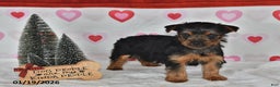 Yorkshire Terrier dogs for sale: Abby - Ad 2