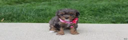 Miniature Poodle dogs for sale: Aurora  - Ad 5