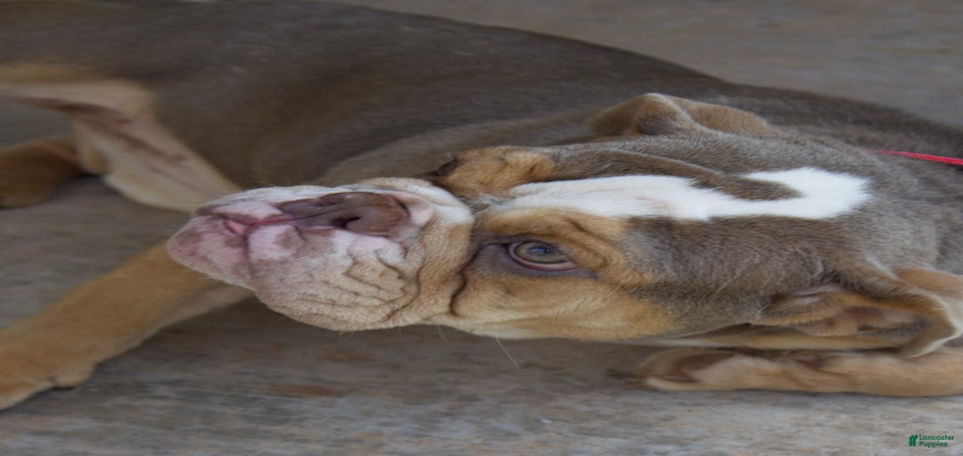 Gallery Image {{count}}