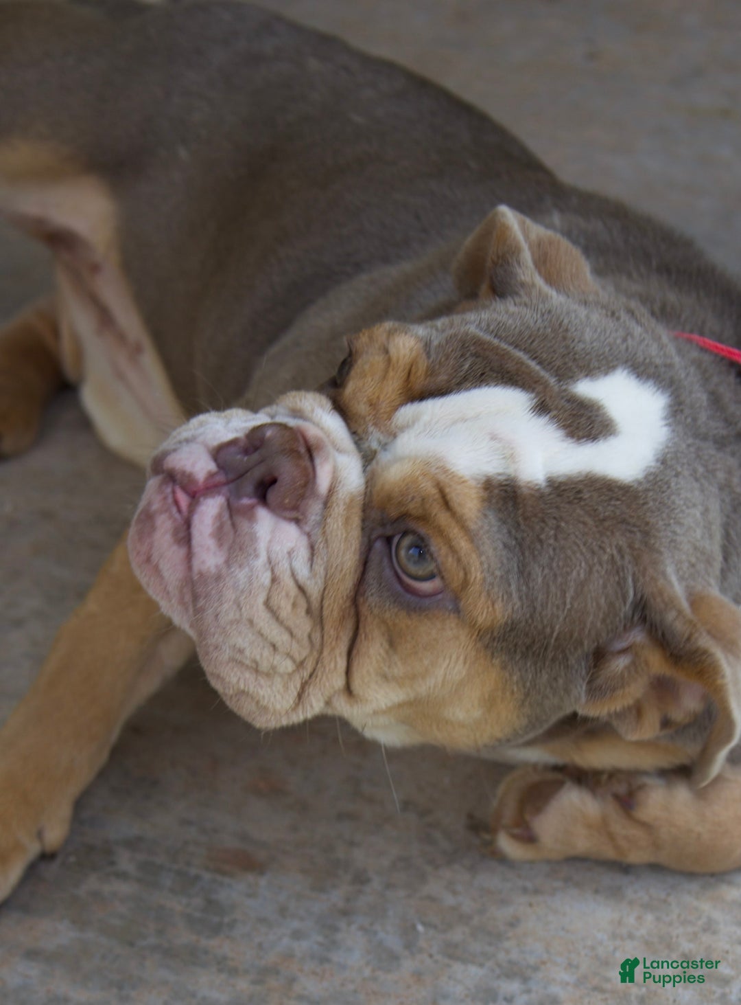 Gallery Image {{count}}