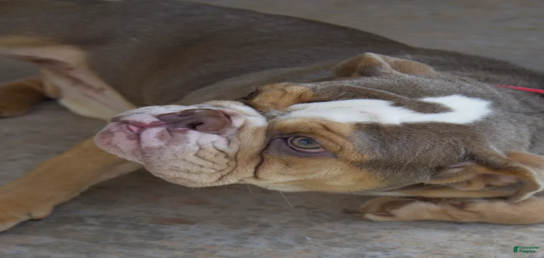 Gallery Image {{count}}