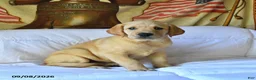 Labrador Retriever dogs for sale: Rusty - Ad 3