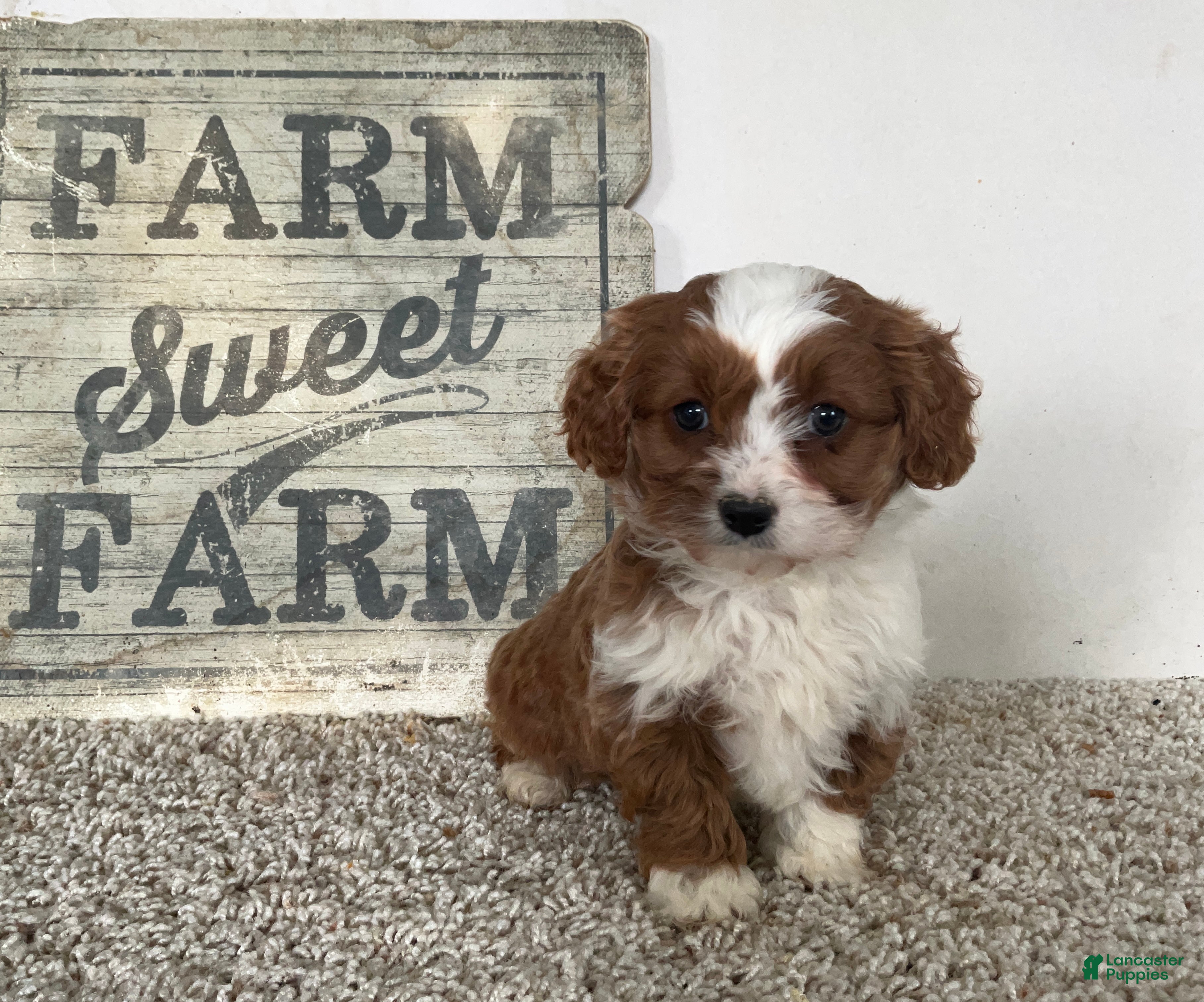 Cavapoo dogs Sammie - Ad 2