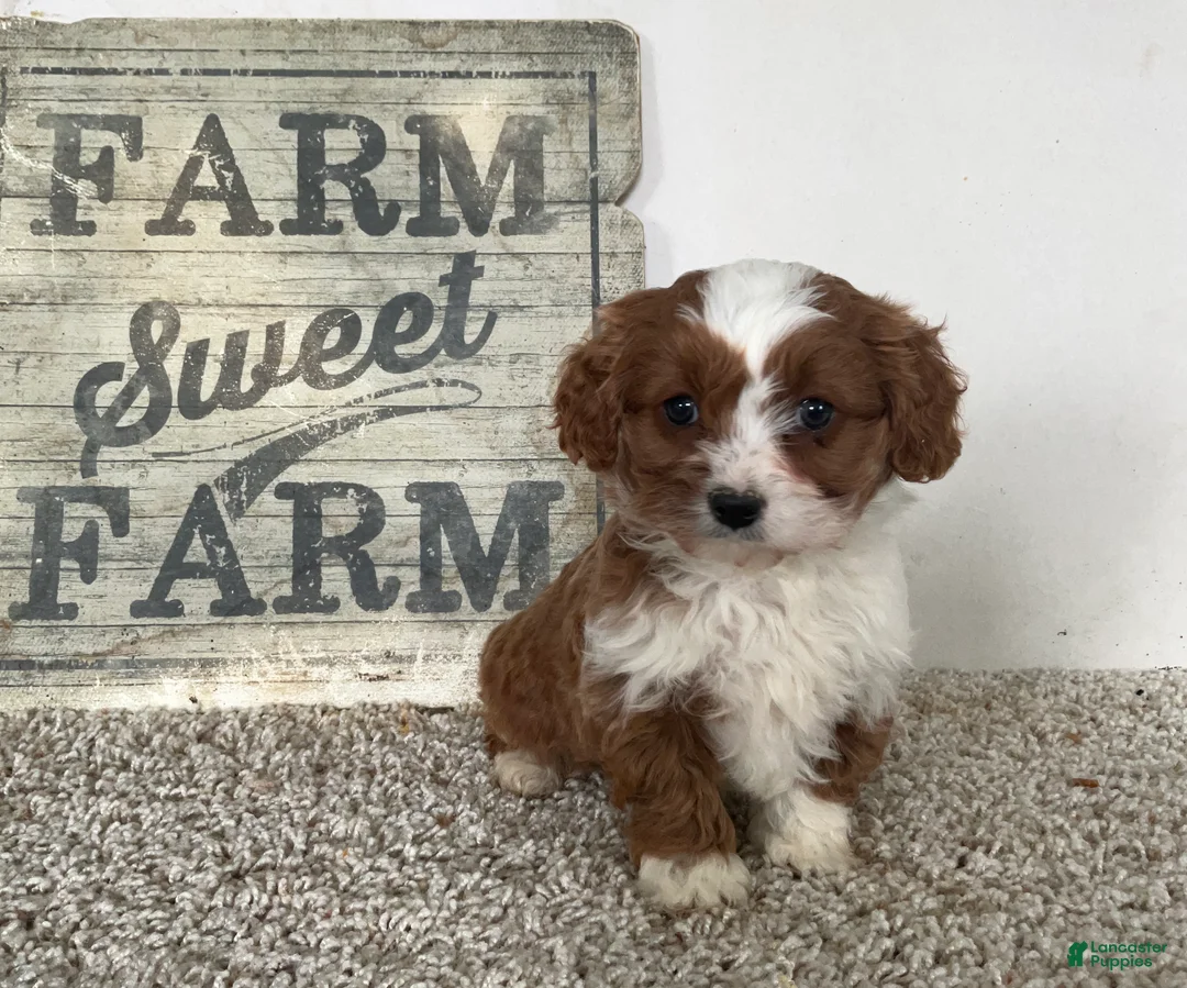 Cavapoo dogs for sale: Sammie - Ad 2