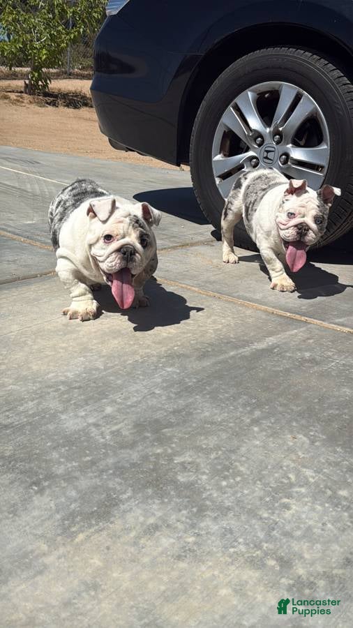 English Bulldog dogs English Bulldog Puppy 2 - Ad 21