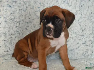 Boxer dogs Sophie - Ad 27