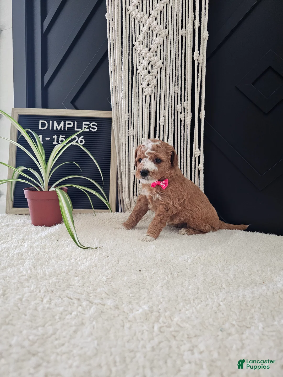 Mini Goldendoodle dogs for sale: Dimples - Ad 7