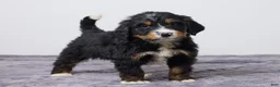 Bernedoodle dogs for sale: Karl - Ad 3