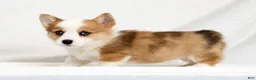 Welsh Corgi Pembroke dogs for sale: Fern - Ad 4