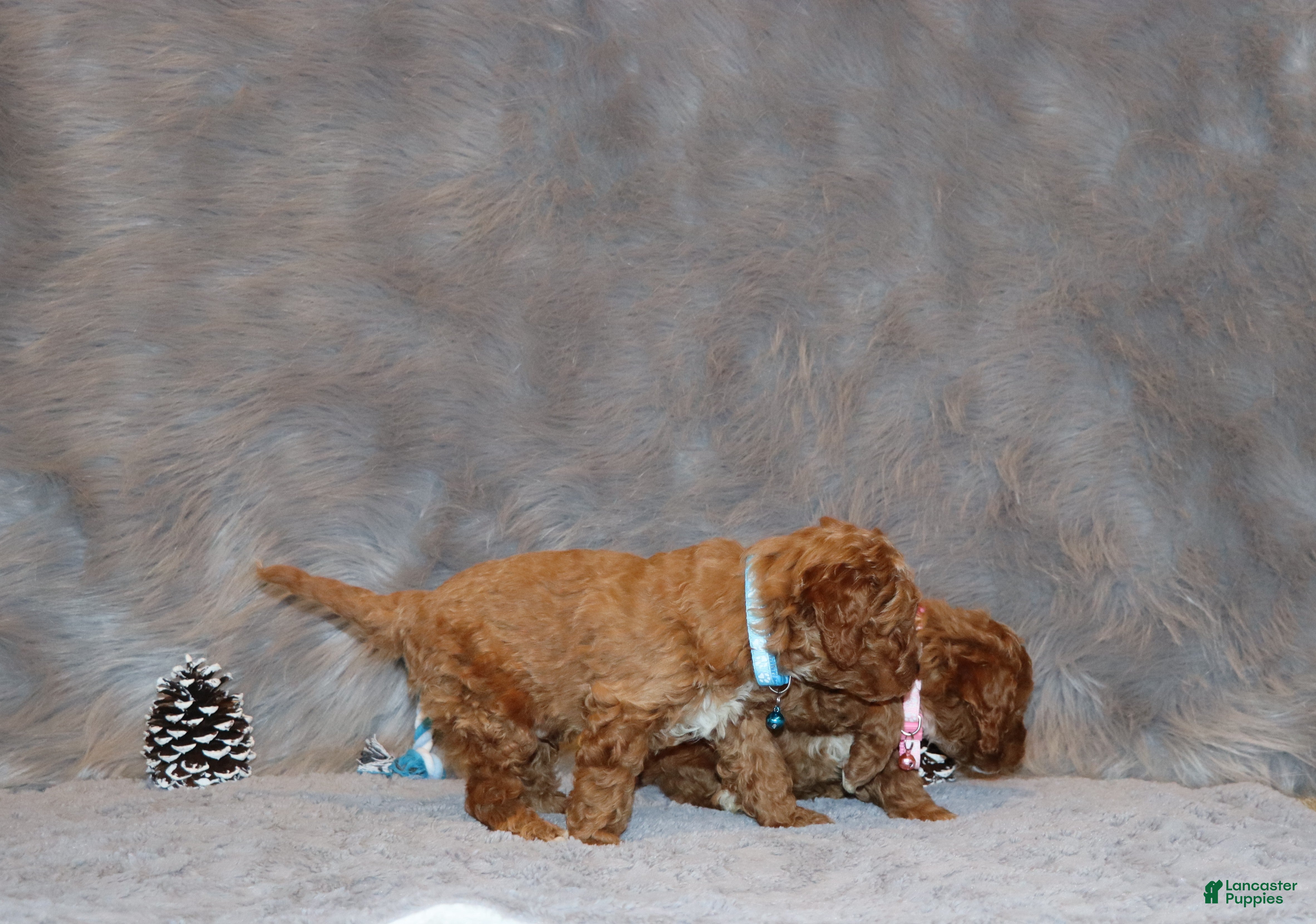 Mini Goldendoodle dogs Thomas 💙 Micro Miniature - Ad 2