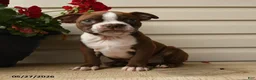 Boston Terrier dogs for sale: Dakota - Ad 1