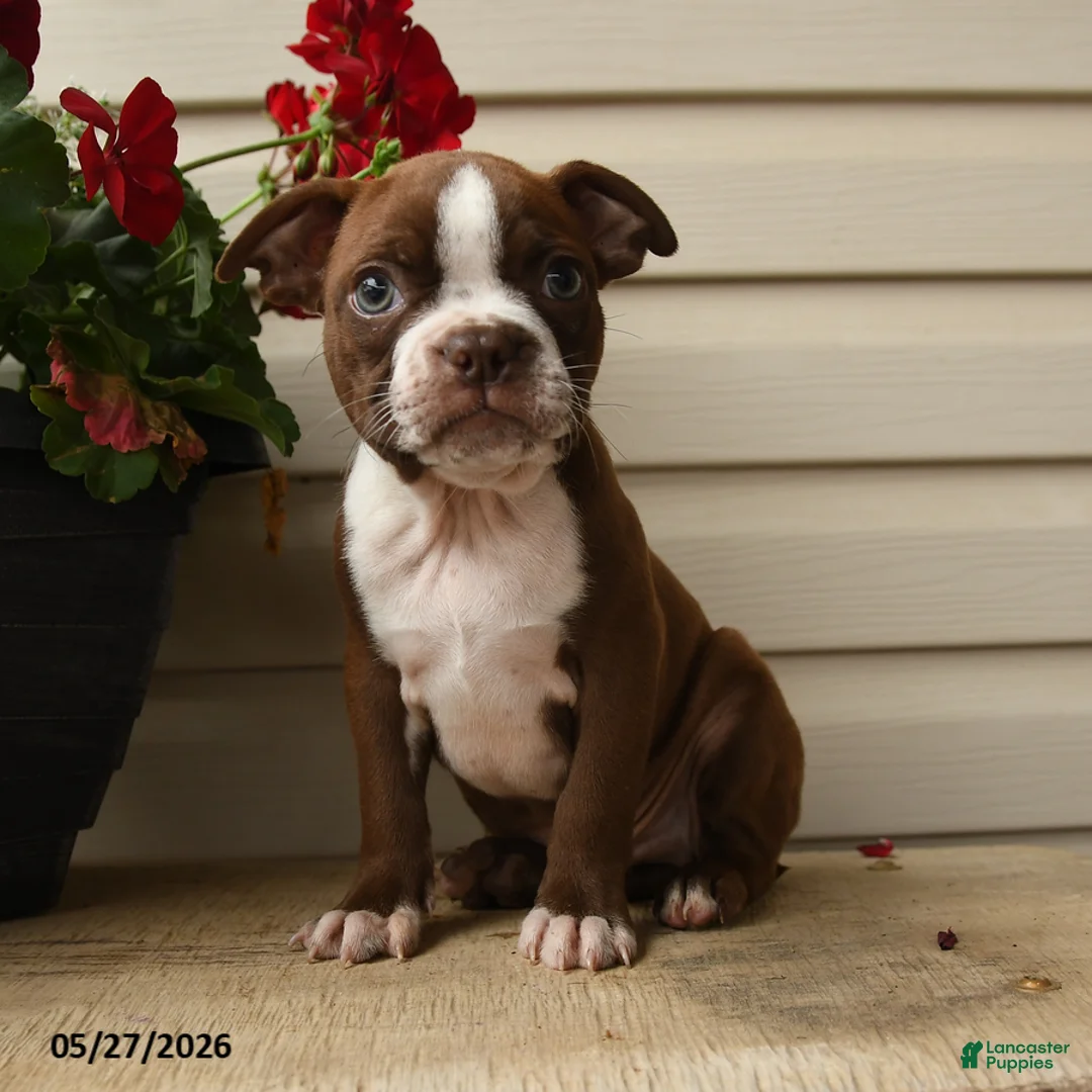 Boston Terrier dogs for sale: Dakota - Ad 1