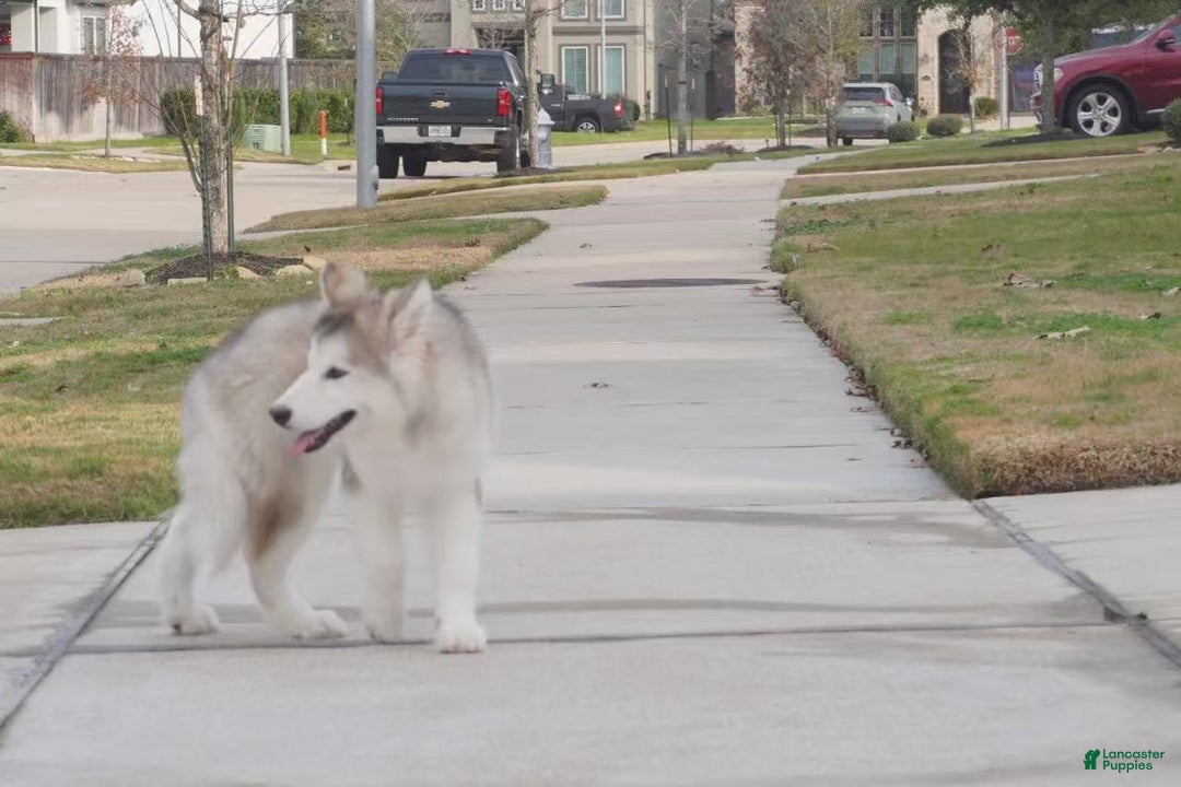 Alaskan Malamute dogs for sale: Xiao Lv - Ad 20