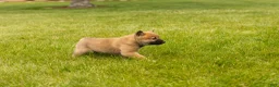 Shiba Inu dogs for sale: Jake - Ad 3
