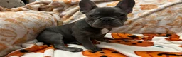 French Bulldog dogs for sale: Charlotte - Ad 14