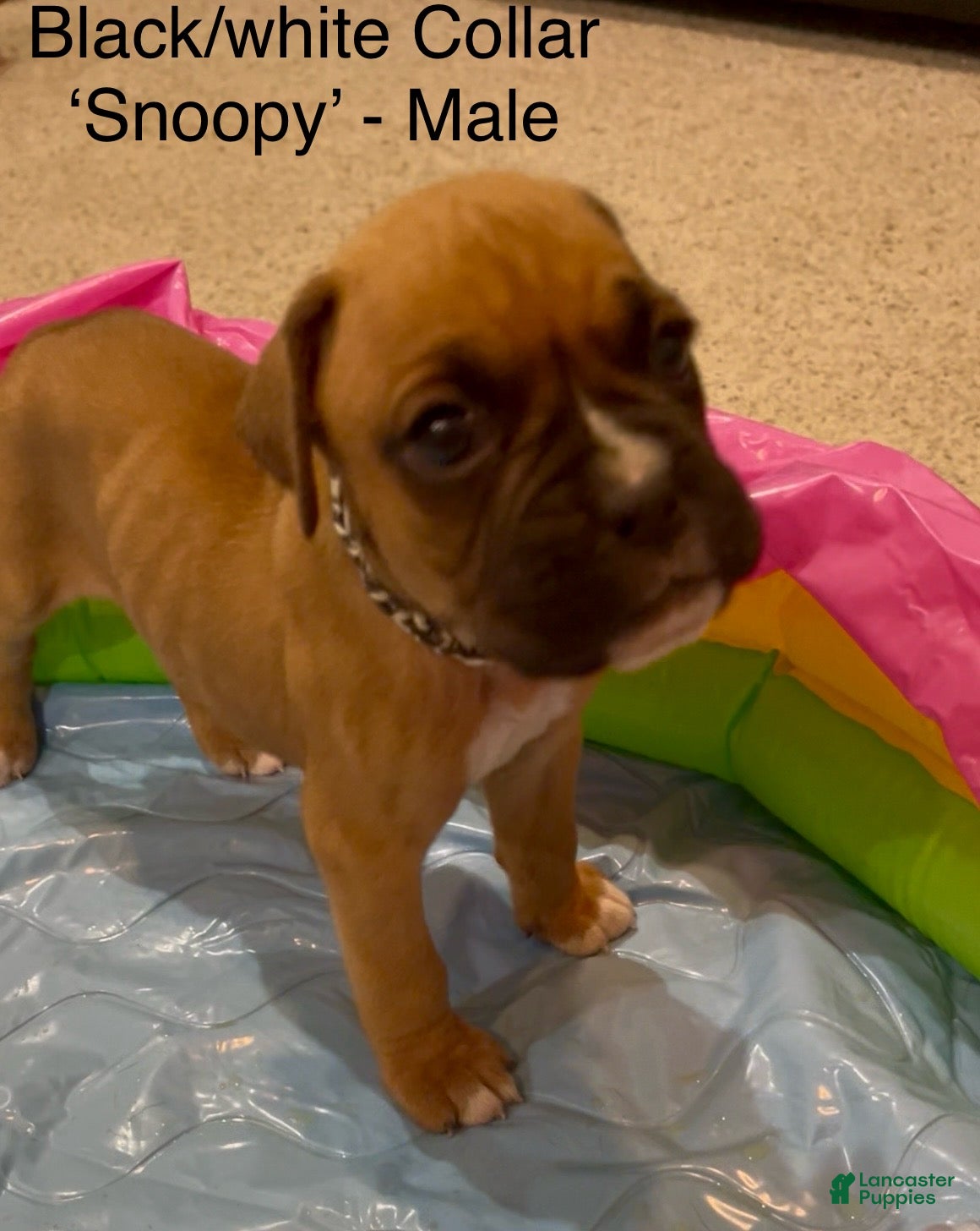 Boxer dogs Snoopy  - Ad 28