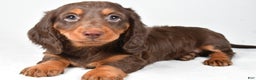 Miniature Dachshund dogs for sale: Anna - Ad 1