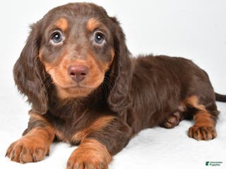 Miniature Dachshund dogs Anna - Ad 26