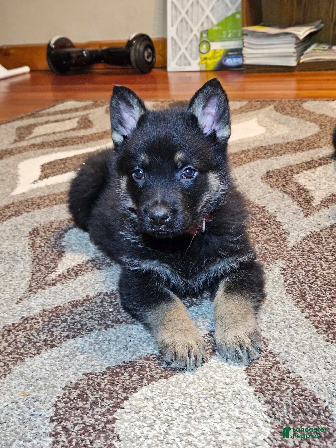 German Shepherd dogs for sale: German Shepherd Puppy 5 - Ad 6