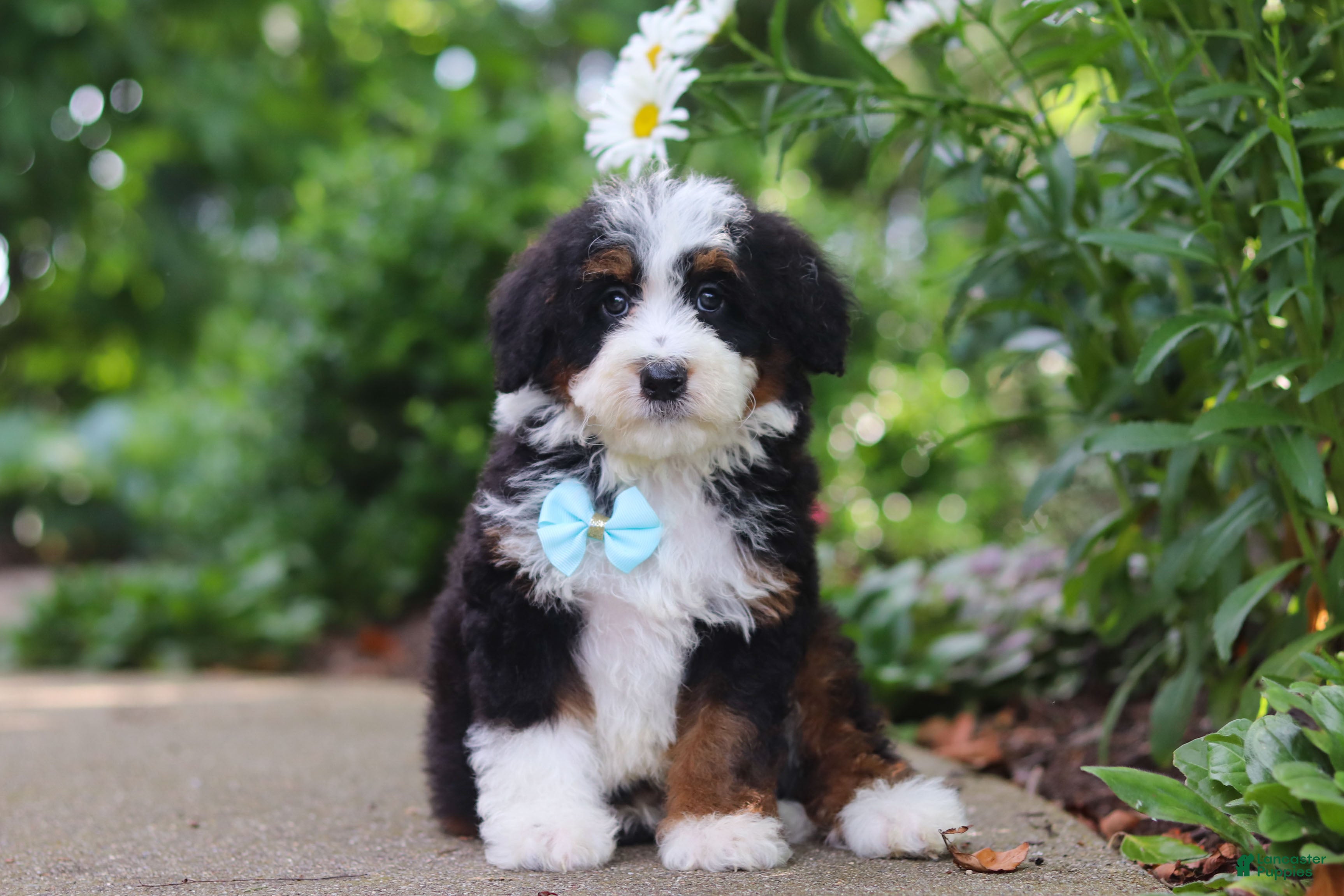 Mini Bernedoodle dogs Blake - Ad 2