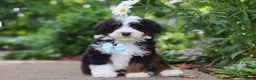 Mini Bernedoodle dogs for sale: Blake - Ad 2