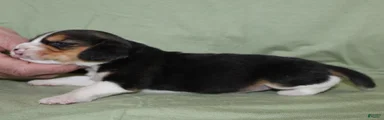 Gus