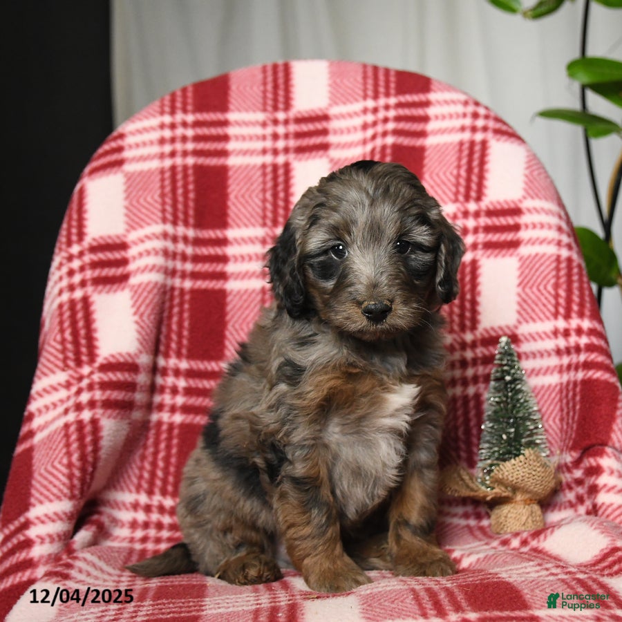 Mini Aussiedoodle dogs Tank - Ad 7