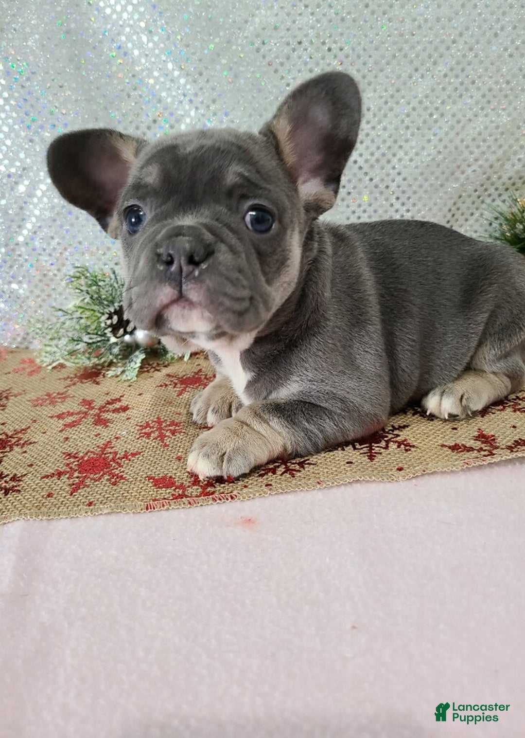 French Bulldog dogs for sale: Candy - Ad 3