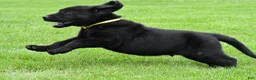 Labrador Retriever dogs for sale: Wyatt - Ad 6