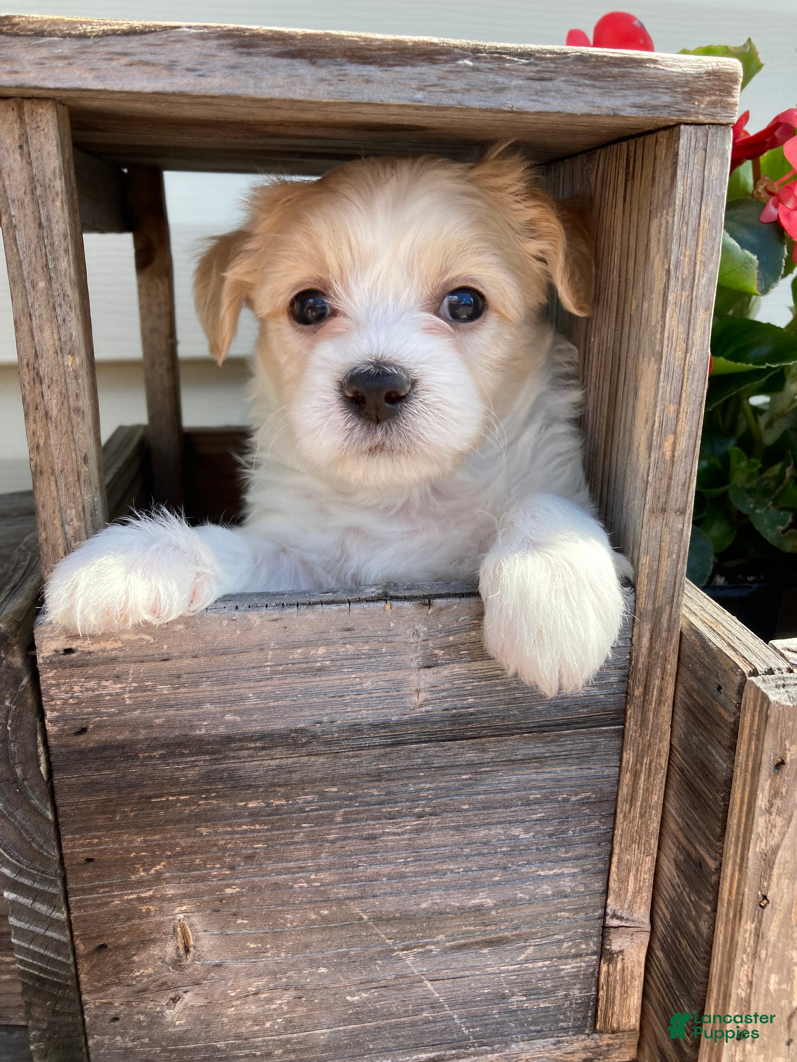 Mixed Breed dogs Carter - Ad 2